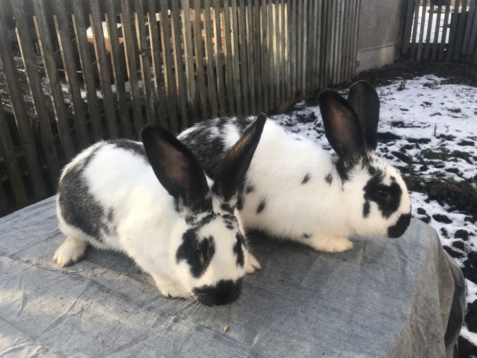 Кролики метелики( змішаних порід).