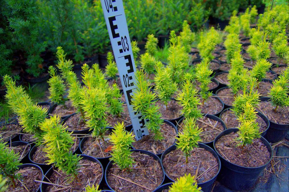 Taxus baccata Dawid cis Dawid