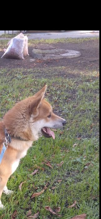 Продам Акита-Ину подрощенный щенок