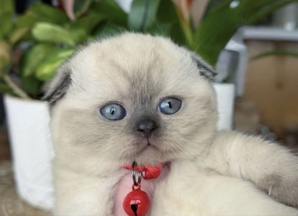Не можливо  не закохатися