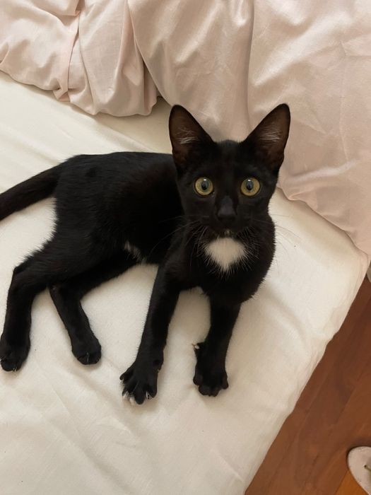 Sou o Jiji, um gatinho muito fofinho e educado