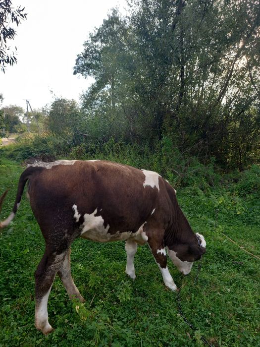 Продається теличка