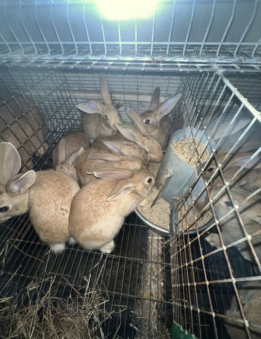 Coelhos Caseiros
