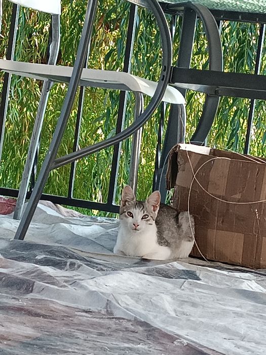 Trzy kotki szukają kochającego domu