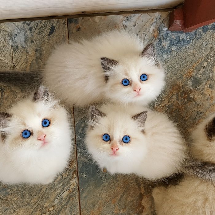 Gdańsk RAGDOLL-Kotki do rezerwacji