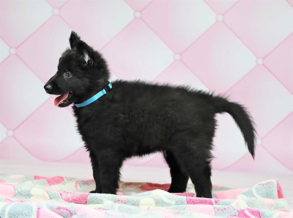 Owczarek Belgijski nie niemiecki Groenendael po Ch.i Zw.Klubu ZKwP FCI