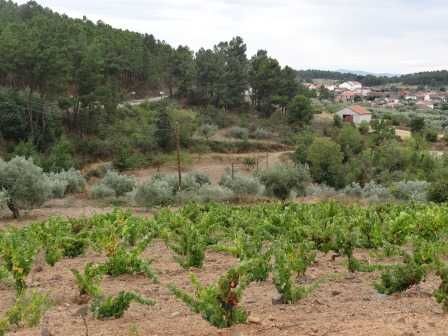 Prédio rústico (terreno) 2,4 hectares à beira da estrada