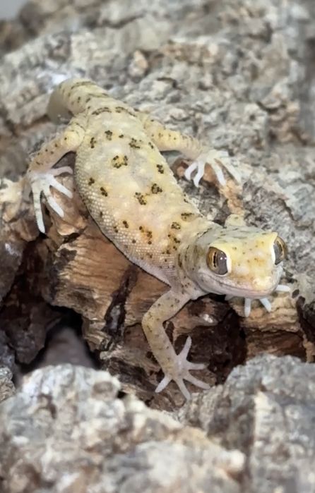 Stenodactylus 2 samice i samiec