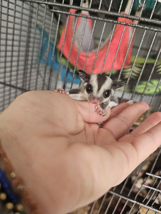 Lotopalanka karłowata white standard