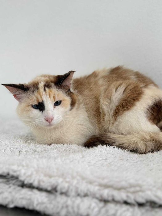 Gata para adoçao (Alasca)