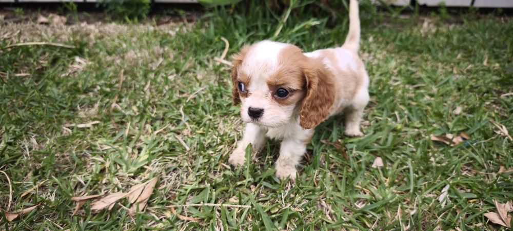 Cavalier king charles criado em ambiente familiar