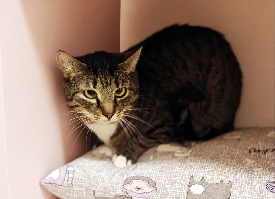 Котик Кузя в гарну родину.1 рік.Стерилізований.Кіт.Коти