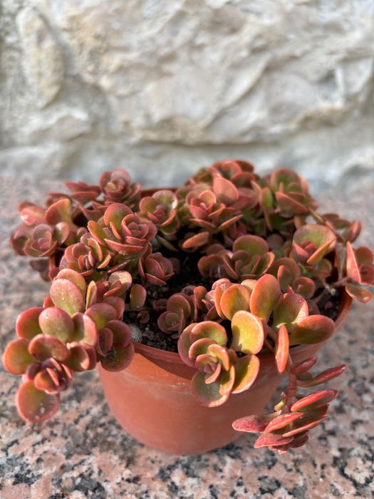 Suculentas sedum  etc