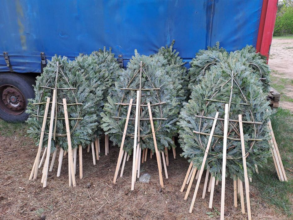 podkłady pod wieńce  z żywej jodły