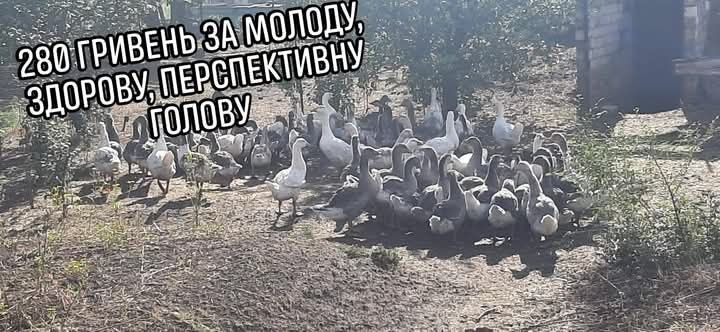 Гуси та гусенята різного віку, для забою, та вирощування