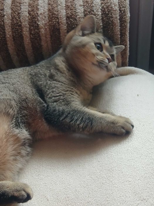 Британская шиншиловая кошечка