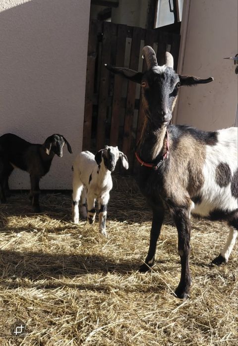 Sprzedam  dużą  kozę