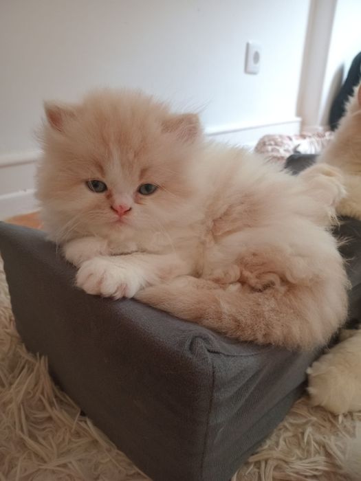 Gato bege com branco