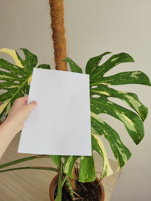 Monstera thai constellation