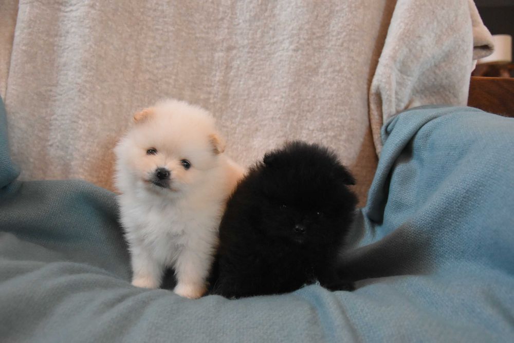 szpic miniaturowy pomeranian