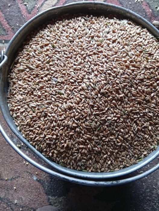 Продам пшеницю зерна