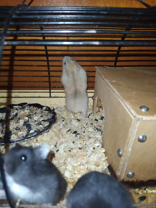 Джунгарские хомячки