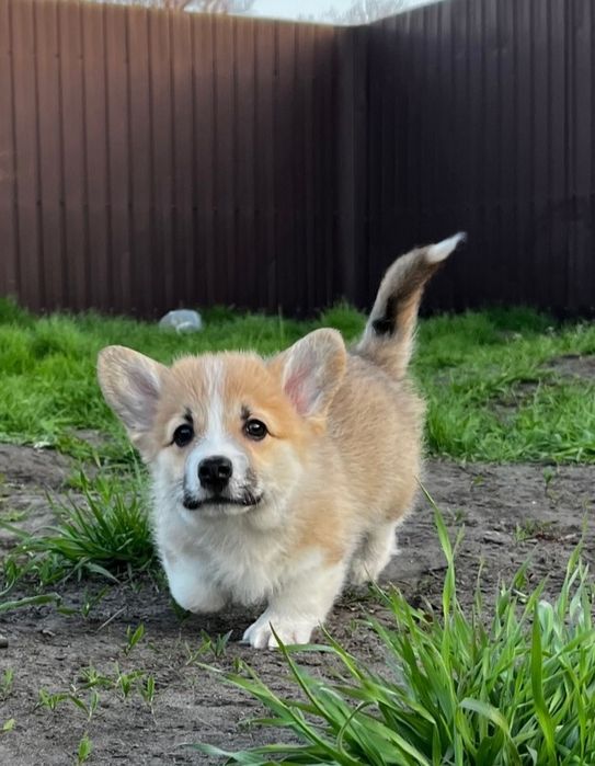 Коргі пемброк 2,5 міс