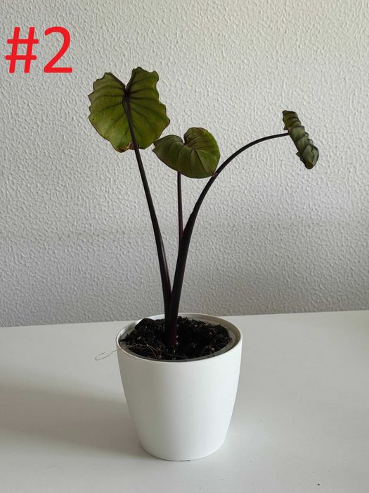 Colocasia Pharaos Mask