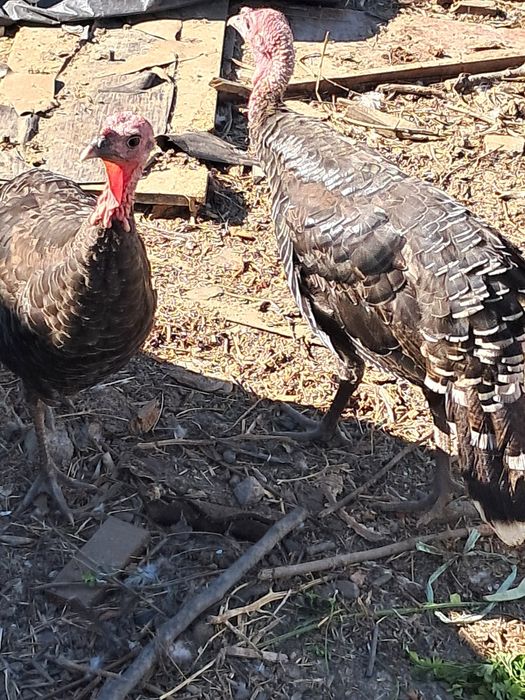 Perus do campo procuram novo habitat