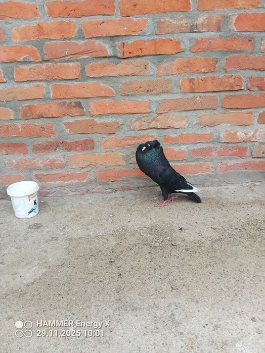 Garłacz Górnoślaski