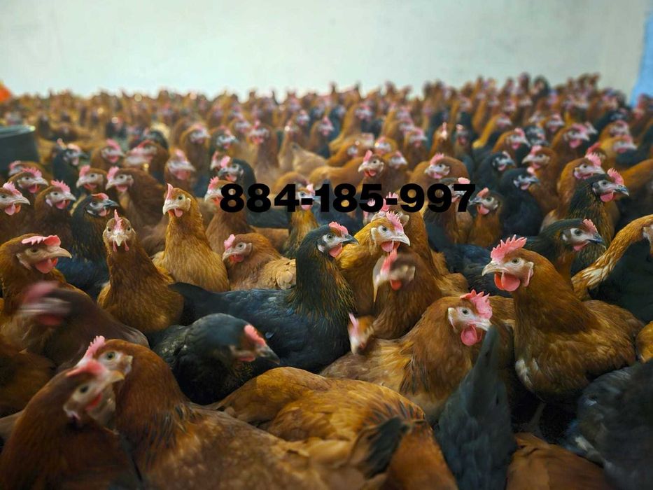 Młode kury nioski odchowane kurki ogólnoużytkowe ROSA