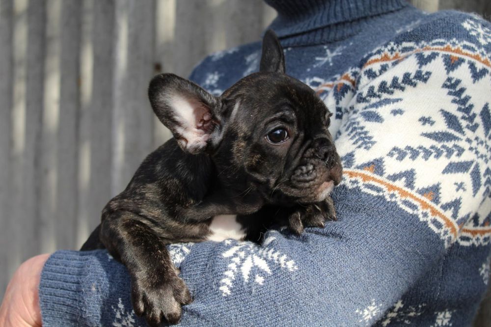 Розкішні французики генні карапузики