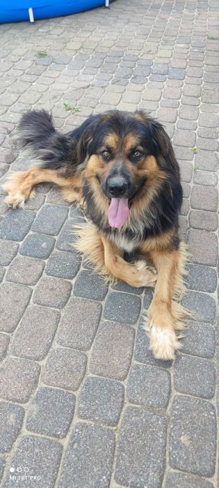 Oddam za darmo Owczarek Niemiecki