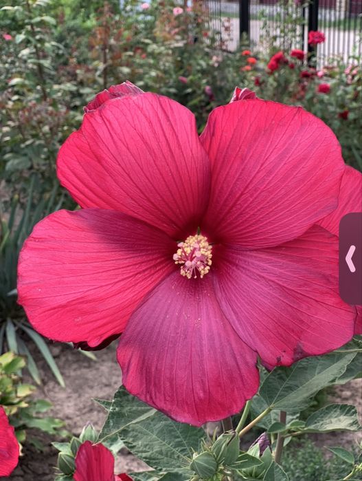 Гібіскус трав'янистий, болотный (Замовите мікс 5 - шостий безкоштовно)
