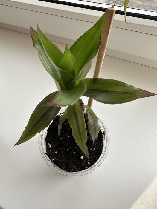 Продам отростки цветка «Золотой Ус»