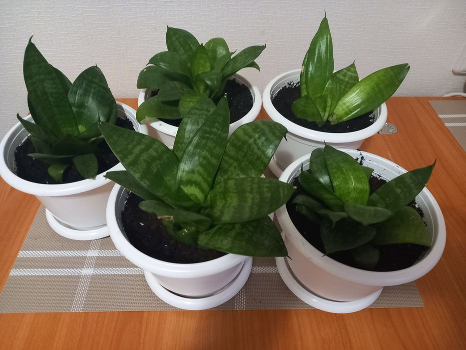 Сансивєра ханні кімнатна рослина