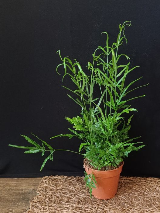 Птеріс (Pteris),