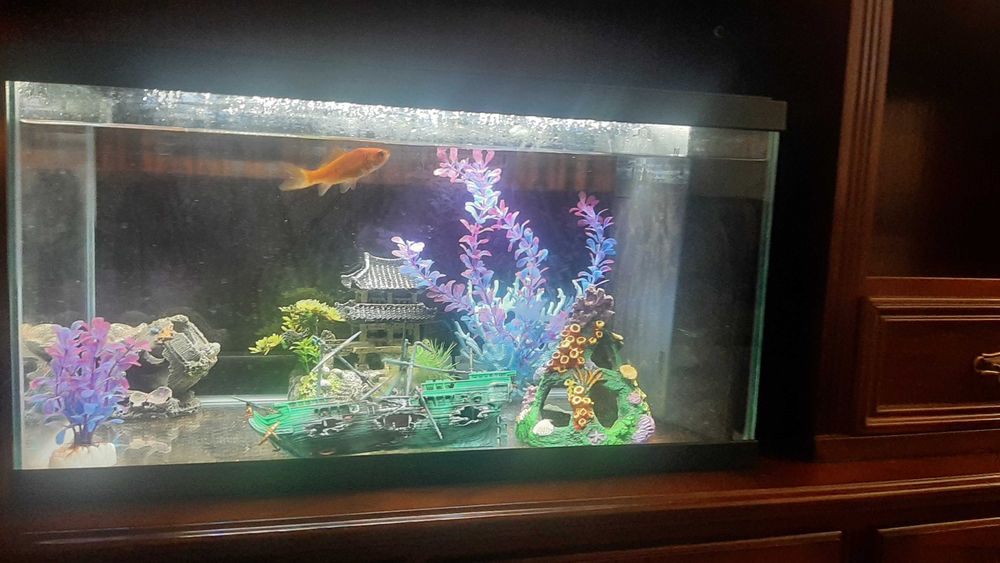 Vendo aquário com tudo incluído, bomba, aquecedor de água e cenário