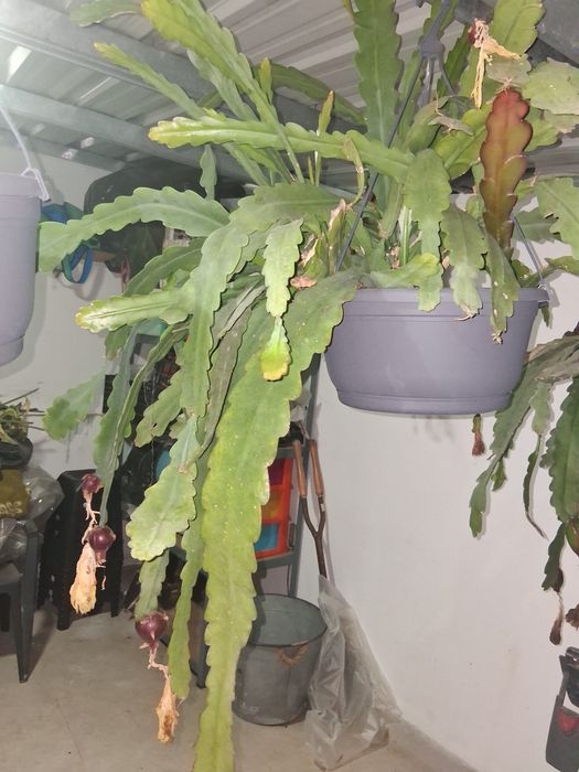 cacto epiphyllum