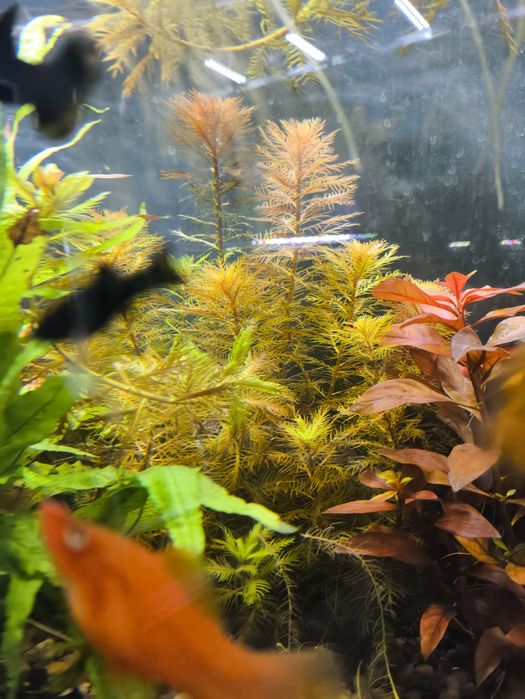 Proserpinaca palustris