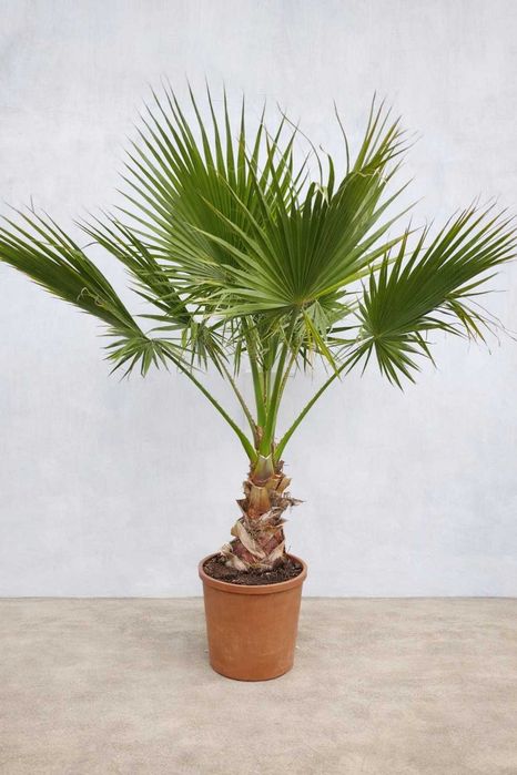 Palma Waszyngtonia Fillifera