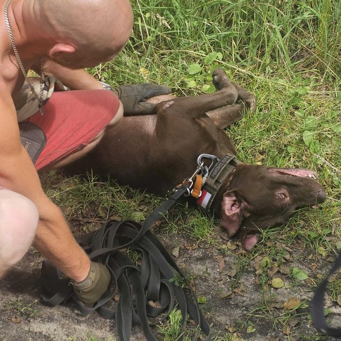Aron pitbull red nose do adopcji