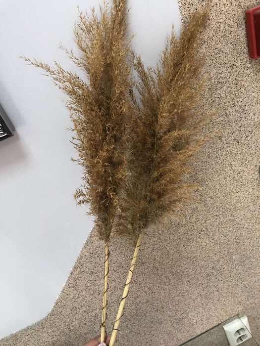 Продам очерет декор