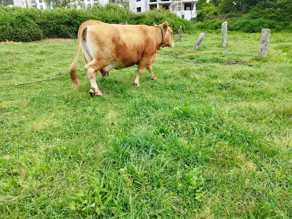 Vaca raça minhota pura