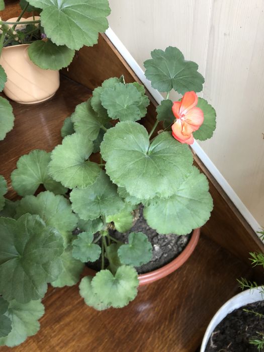 Продам кімнатні рослини Вазон