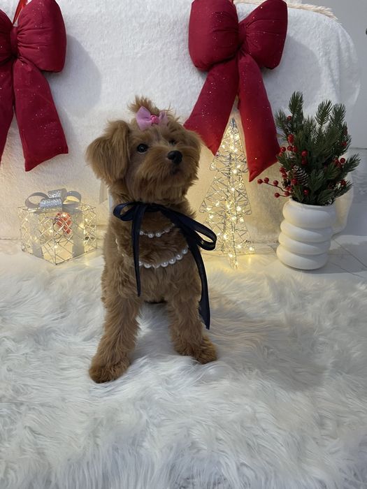 Ніжність, яка гавкає  чудові Помапу вже чекають