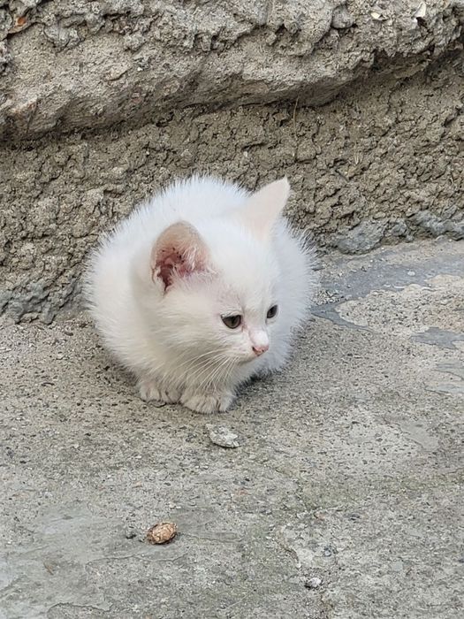 Віддамо кошенят у гарні руки