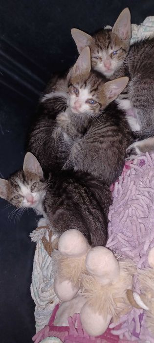 Adoção responsavel de gatinhos.