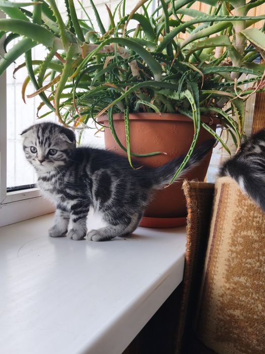 Шотландский мальчик