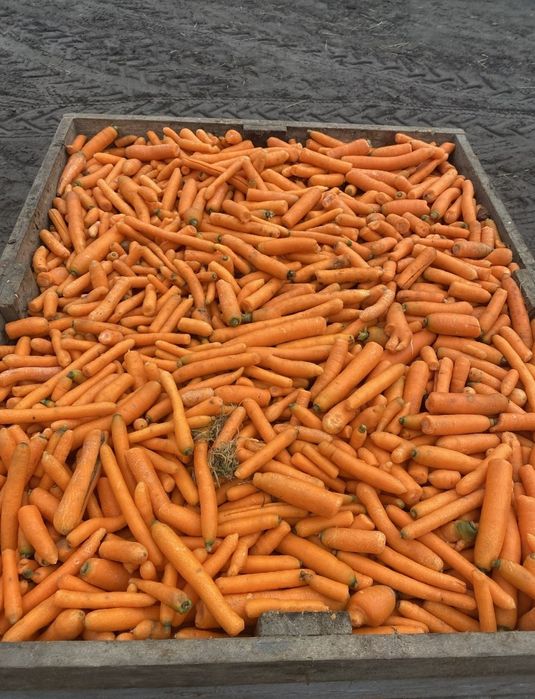 Marchew  myta dla zwierząt